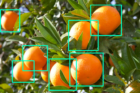 Object Detection Agri